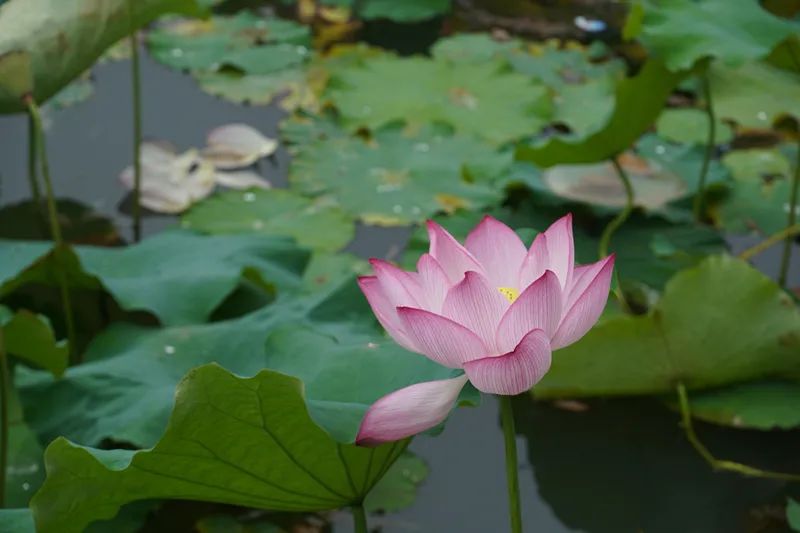 主要的湿地植物（二）