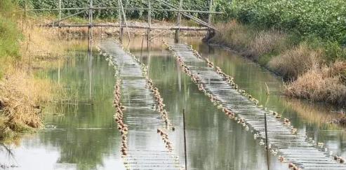 湖南湘江新区湘阴片区河湖生态环境治理