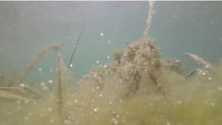 黑河湿地湖泊生态恢复保护示范区项目开工