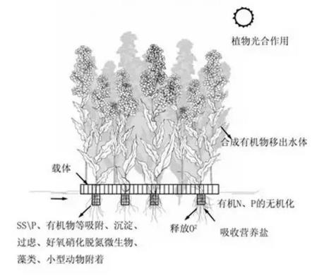 生态浮岛该如何用植物又该怎么选择？