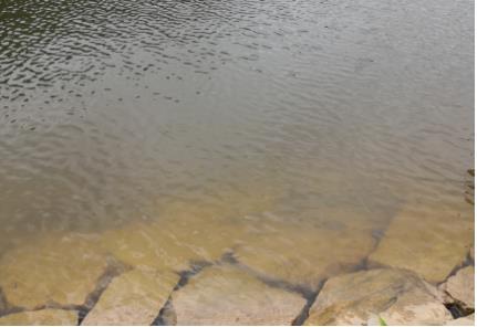 新闻转载｜洪阳镇召开洪阳河流域河道水环境治理现场会